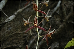 Cymbidium aloifolium